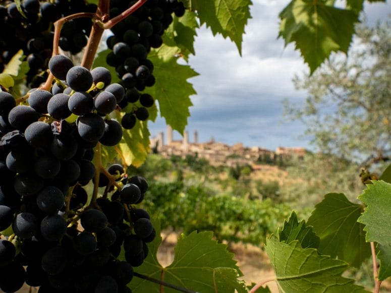 Italian vineyard with purple grapes in the forefront and Tuscany in the background, a goal when finding your why when selling your business