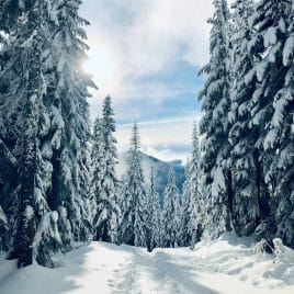 Snowy trail through snow-covered pine trees leading to the January 2023 newsletter